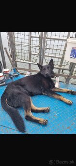 Nemecký ovčiak - štenatá - 9