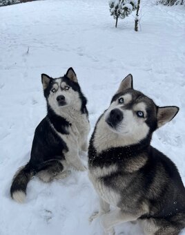 Sibirsky husky - 9