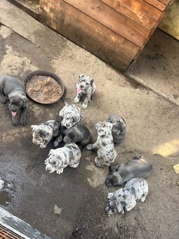 Štěňata Cane Corso - 9