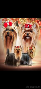 Yorkshire terrier s PP FCI (s preukazom pôvodu/rodokmeňom) - 9