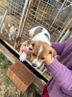 Jack Russell Terrier - 9