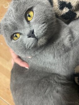 Britské mačiatka - 9