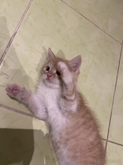 Darujem mačiatka - 1x kocúrik, 1x mačička - 9