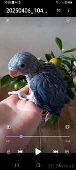 Alexander malý Krotky - 9