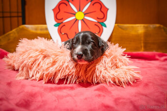 Šteniatká Border Kólia s PP, Border Kolia - 9