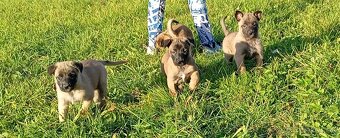 Šteniatka Belgický ovčiak - 9