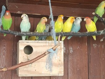 Agapornis ružovohrdly - 9