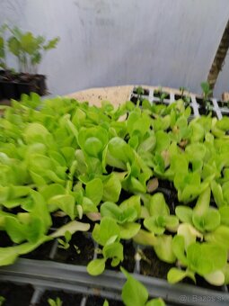 Predám planty rôzne druhy - 9