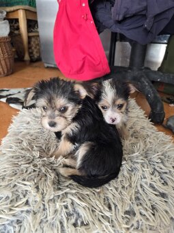 Yorkshire Terrier - 9