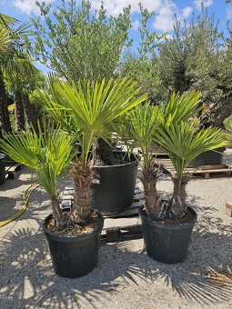 Citrusy palmy olivovniky bananovniky juky agave - 9
