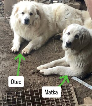 Slovenský čuvač - 9