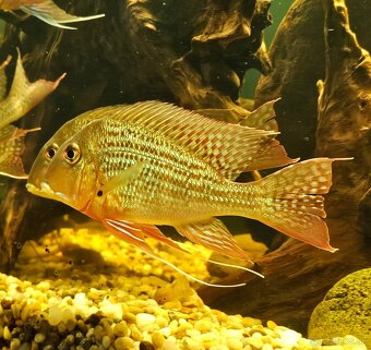 Geophagus - 9
