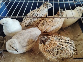 Predám japonské prepelice - 9