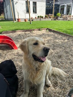 Zlatý retriever - 9