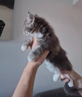 Mainská Mývalia mačka / Maine Coon - 9