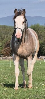 APH APHA PAINT HORSE ŽREBECE pripúšťanie - 9