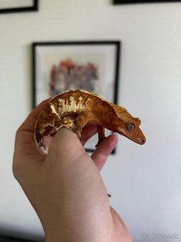 Pagekon riasnatý Correlophus ciliatus - 9