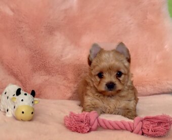 Yorkshire terrier , York - 9