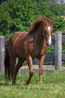Quarter horse,QH valach.akciová cena. - 9
