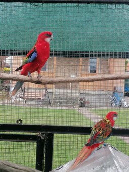 Rozela pestrá červená - 9