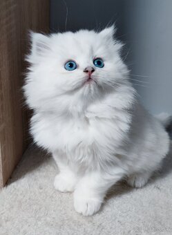 Britské mačiatka s PP na Vianoce❣️ - 9