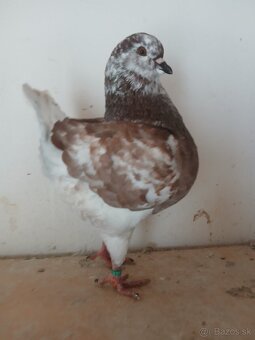 Holuby king - 9