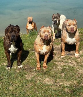 American bully xl, pitbull xxl merle tricolor k odberu - 9