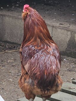 Araucana kohuty - 9