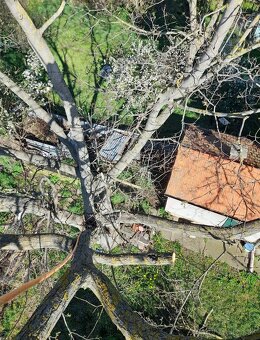 Výruby a orezy stromov - 9