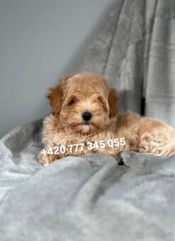 Maltipoo F1 Caramel, 3 měsíce – 1200 €Barbara - 9