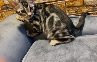 Bengálske mačiatka, bengalska mačka s Rodokmeňom - 9