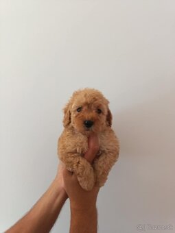 Toy Pudel - 9