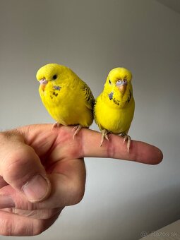 Andulka TCB Maznačik - 9