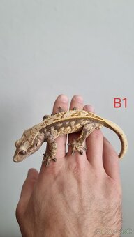 Pagekón riasnatý - 9