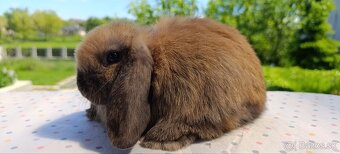 Mini lop - 9