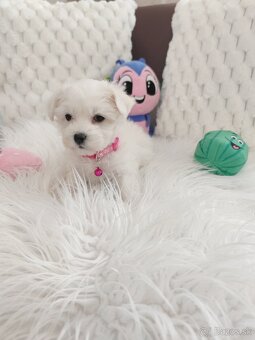 Maltezsky psík, maltezák, maltez - 9