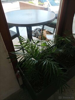 DARUJEM KRÁSNEHO KOCÚRIKA DO DOBRÝCH RÚK - 9