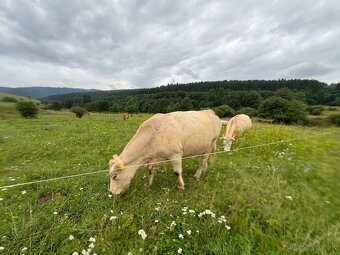 Predám telné kravy – vhodné na ďalší chov - 9