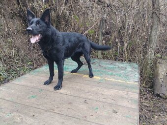 Nemecký ovčiak-fenky - 9