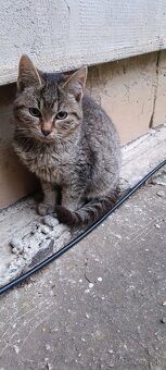 Darujem mačiatka - 9