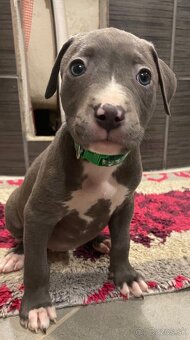 Americky Staford - 9