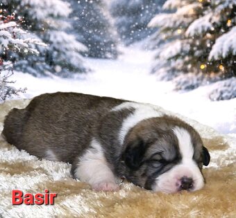 Stredoázijský ovčiak s PP - 9