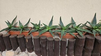 predám rastliny aloe vera - 9