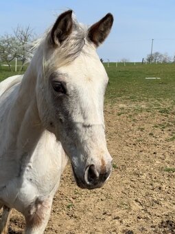 Kobylka Appaloosa - 9