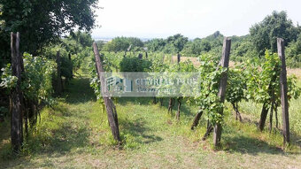 Predám vinohradnícky domček s vinicou a ornou pôdou Štúrovo - 9