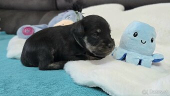 Bradáč malý čiernostrieborný s PP - 9