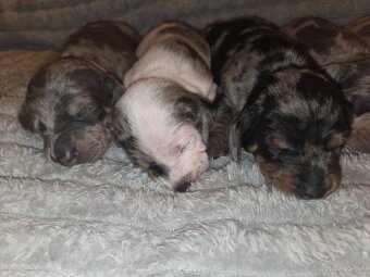 Šteniatka jazvečíka trpasličieho - 9