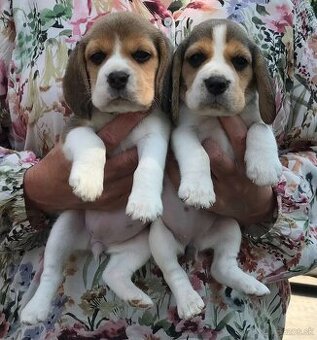 Beagle Bigel Bigl s PP FCI - 9