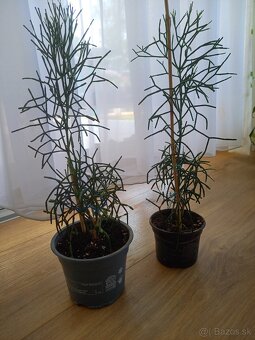 Predám krotón, vianočný aj veľkonočný kaktus, čínska ruža - 9
