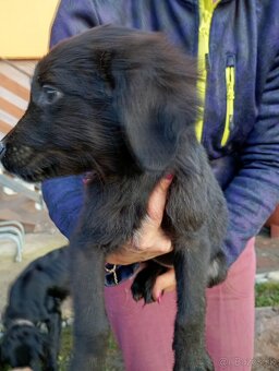 Šteniatka labradora - 9